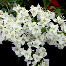 Bougainvillea White - Flowering Shrubs - Exotic Flora