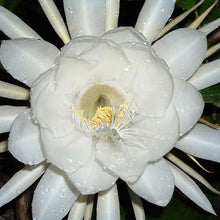 Brahma Kamal, Queen Of The Night - Flowering Plants - Exotic Flora