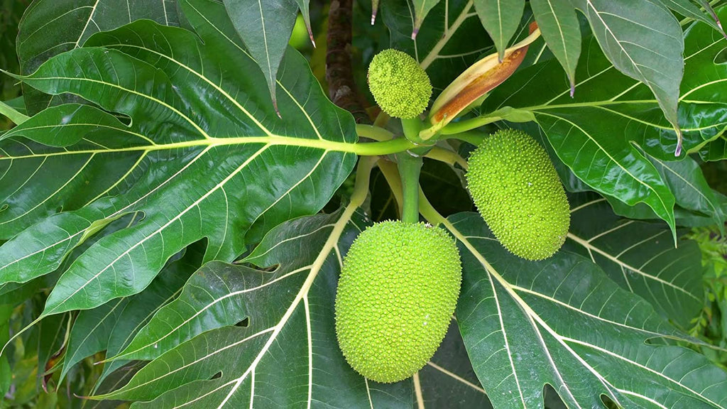 Bread Fruit/Jack fruit Curry Panasa Fruit Plants Tree– Exotic
