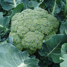 Broccoli Green Star F1-Vegetable Seeds - Exotic Flora