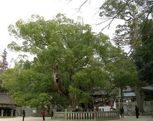 Camphor tree - Avenue trees