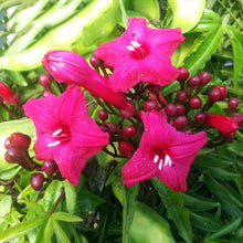 Cardinal Creeper(Ipomoea Horsfalliae) - Creepers & Climbers - Exotic Flora