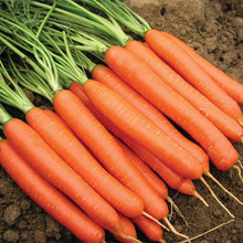 Carrot-Vegetable Seeds - Exotic Flora