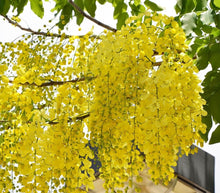 Cassia fistula / Indian laburnum - Avenue Trees