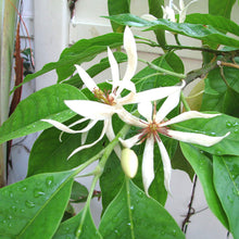 White Champa - Big Size Plants
