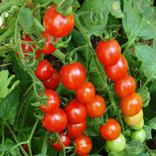 Cherry Tomato-Vegetable Seeds - Exotic Flora
