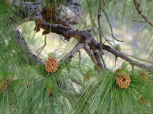 Chir Pine - Avenue Trees