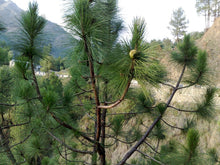 Chir Pine - Avenue Trees