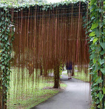 Cissus nodosa/Princess vine - Creepers & Climbers