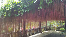 Cissus nodosa/Princess vine - Creepers & Climbers