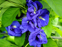 Clitorea ternatea Blue Double - Creepers & Climbers