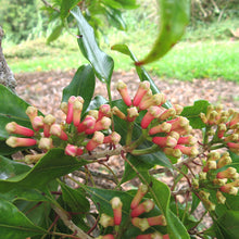 Clove-Spices - Exotic Flora
