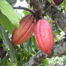 Cocoa Fruit - Fruit Plants & Tree - Exotic Flora