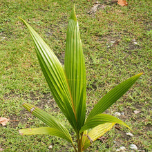 Coconut-Hybrid- Fruit Plants & Tree - Exotic Flora