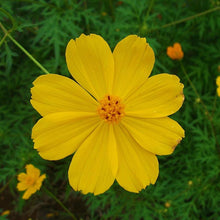 Cosmos-Flower Seeds - Exotic Flora