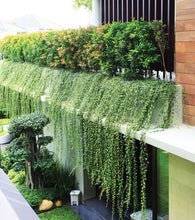 Curtain Creeper - Creepers & Climbers