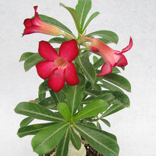 Adenium Red - Flowering Plants - Exotic Flora