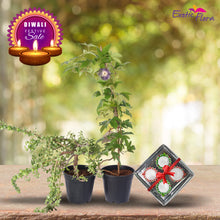 Diwali Plant Gifts - Jade Green & Passion Flower Purple With Clay Diyas