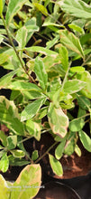 Variegated Curtain Creeper - Creepers & Climbers