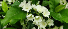 Vallaris Solanacea - Creepers & Climber