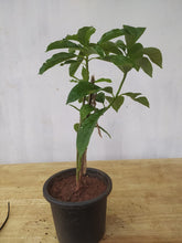 Avocado (Grafted) - Fruit Plants & Tree