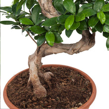 Ficus West Land - Bonsai