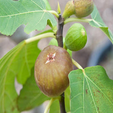 Fig - Big Size Plants - Exotic Flora