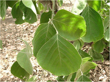 Flame of The Forest / Butea monosperma - Avenue Trees