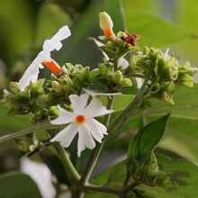 Coral Jasmine - Avenue Trees - Exotic Flora