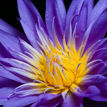 Water Lily Purple - Aquatic Plants