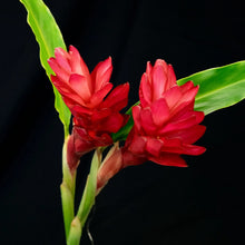 Red Ginger/Alpinia Purpurata-Flowering Plants