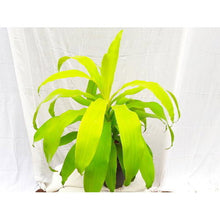 Dracaena Limelight - Indoor Plants
