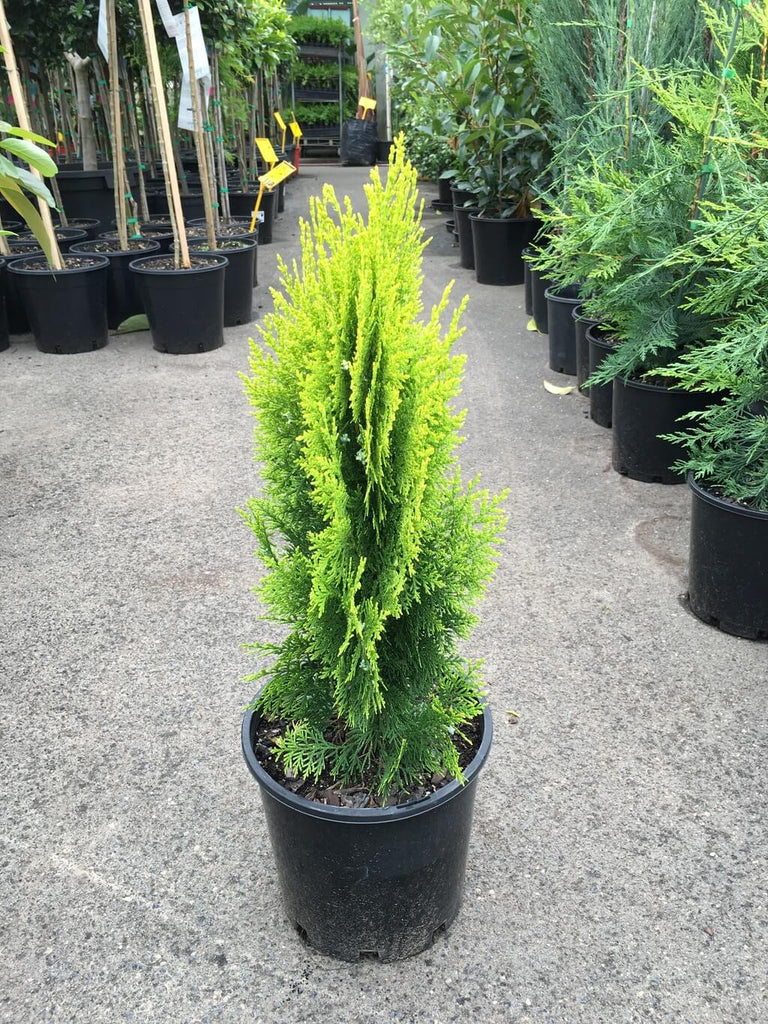 Thuja orientalis Gold - Ornamental Plants– Exotic Flora