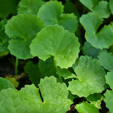 Brahmi Big Leaved - Indoor Plants - Exotic Flora