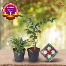 Diwali Plant Gifts - Spider Plant & Jasmine mini With Clay Diyas