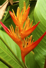 Heliconia acuminata - Flowering & Cut flower shrubs