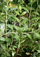 Lawsonia inermis/Henna/Mehendi Plant - Plant