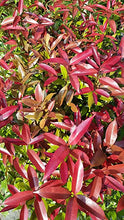 Syzygium myrtifolium Dark Pink - Outdoor Ornamental Plants