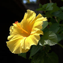Hibiscus Yellow Hybrid Single Color - Flowering Plants