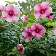 Allamanda purple Or Violet - Flowering Shrubs - Exotic Flora