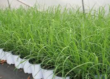 Citronella grass - Herbs & Kitchen Plants