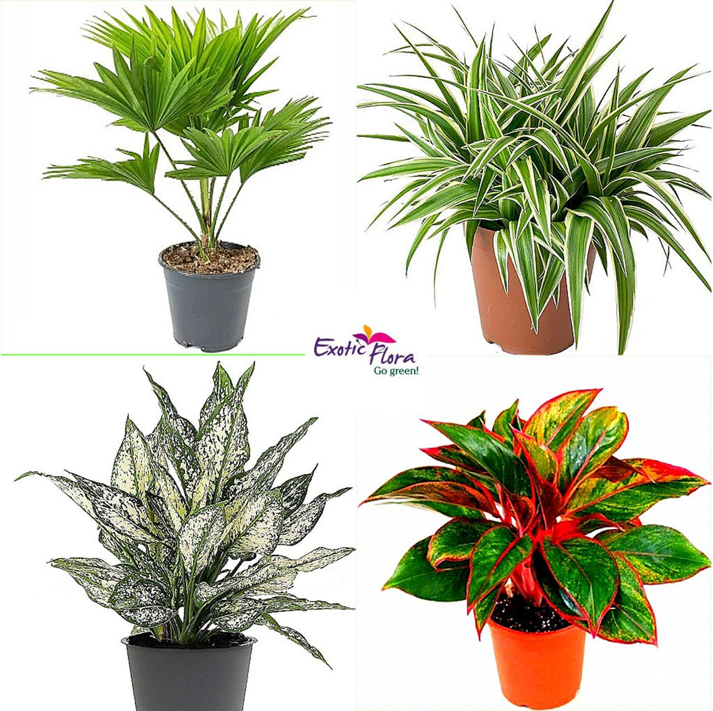 best air purifying plants for office Top 4 Indoor Air Purifying Plants for Office Desk– Exotic Flora