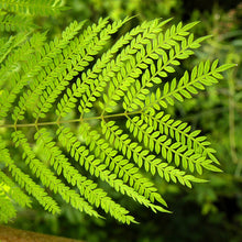 Jacaranda Tree/Neel Mohar - Big Size Plants