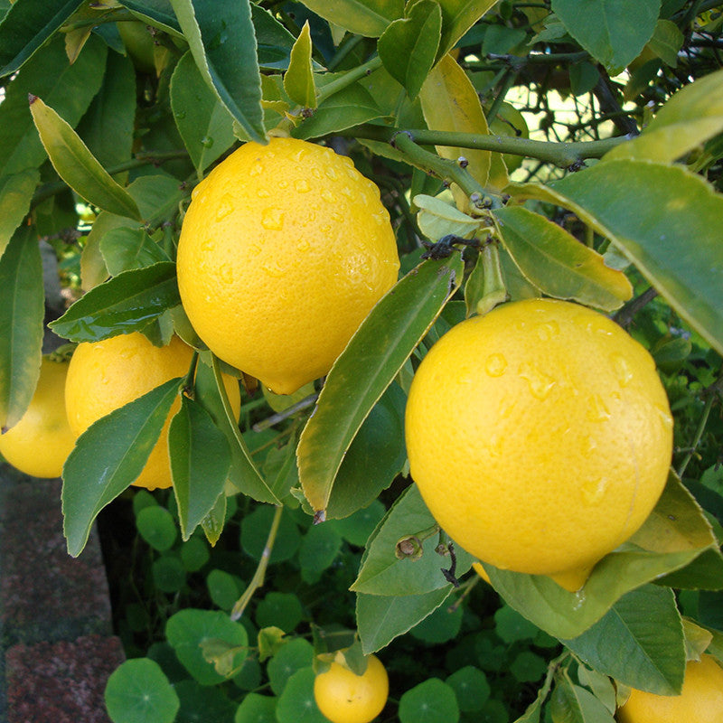 Lemon Balaji - Fruit Plants & Tree– Exot...