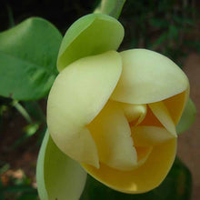 Magnolia Mutabilus - Flowering Shrubs