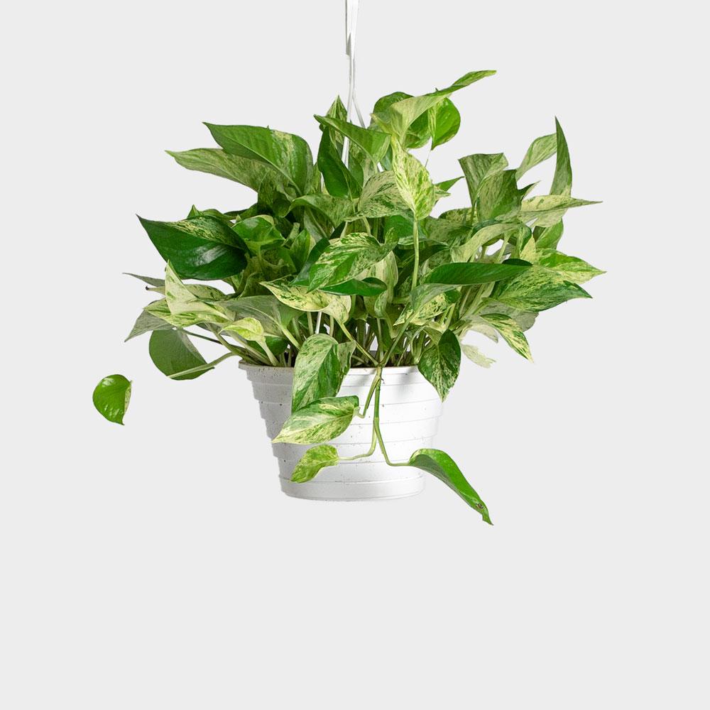 Marble Queen Money Plant - Indoor Plants – Exotic Flora