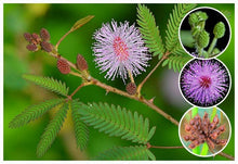 Mimosa pudica (Touch-me-not) - Ornamental Plants