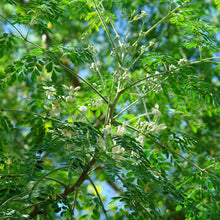 Drum Stick PKM - Fruit Plants & Tree - Exotic Flora