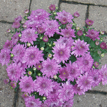Chrysanthemum Purple - SEASONALS - Exotic Flora