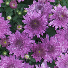 Chrysanthemum Purple - SEASONALS - Exotic Flora